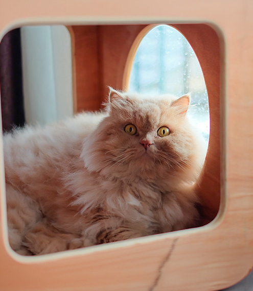 microbiota intestinal en gatos